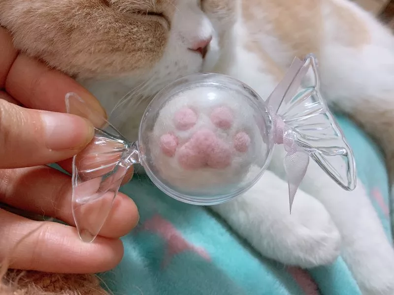 猫咪因为掉毛太多，主人不甘心去毛，竟然这样做