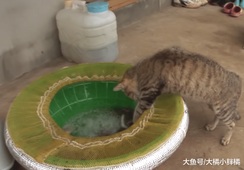 猫咪喜欢偷吃章鱼，结果每次都被章鱼吸住脸，画面真是太有趣了