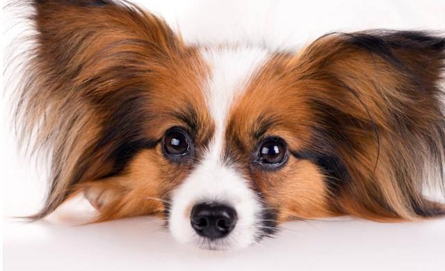 全球最忠心的10大宠物狗排名，且养且珍惜！