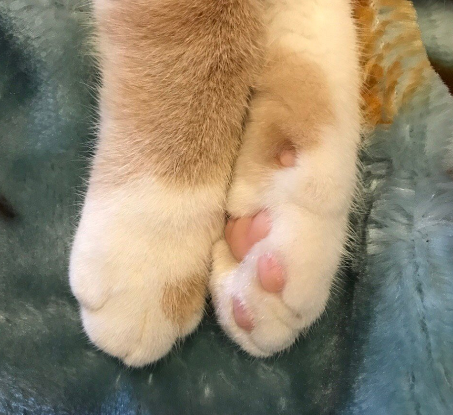 当初看上了宠物的哪个部位? 让你决定带它回家。