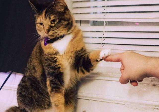 也许我们都需要一只猫