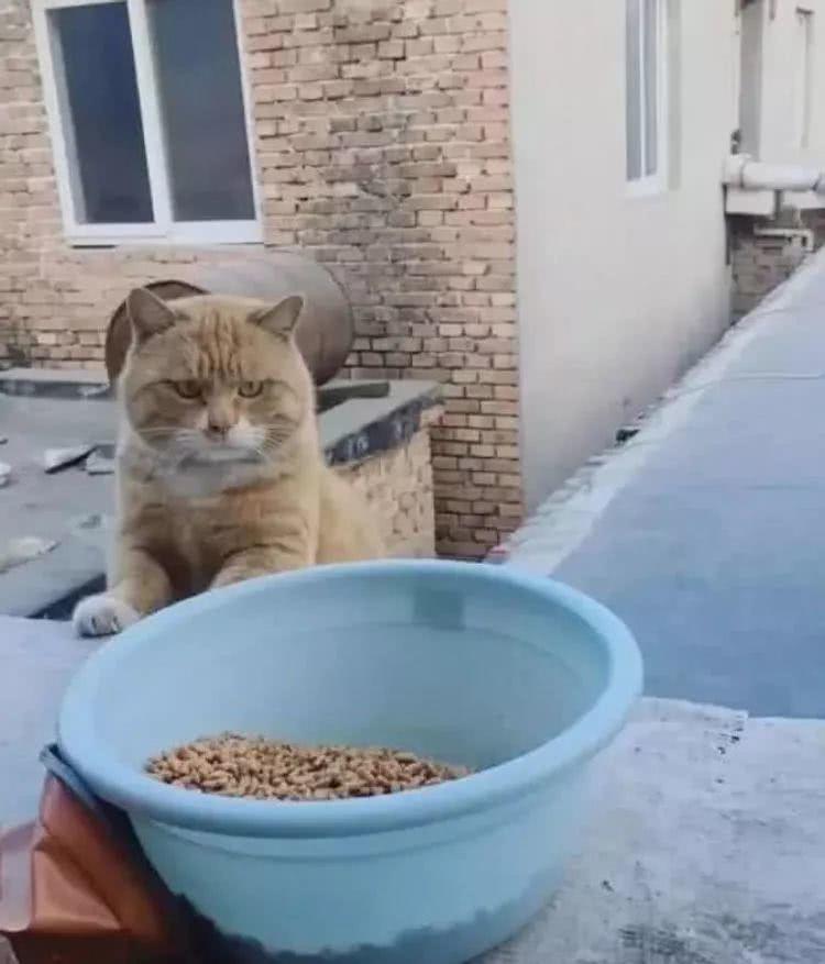 铲屎官回家探望橘猫，看到眼前这情景，终于明白它是怎么胖的了