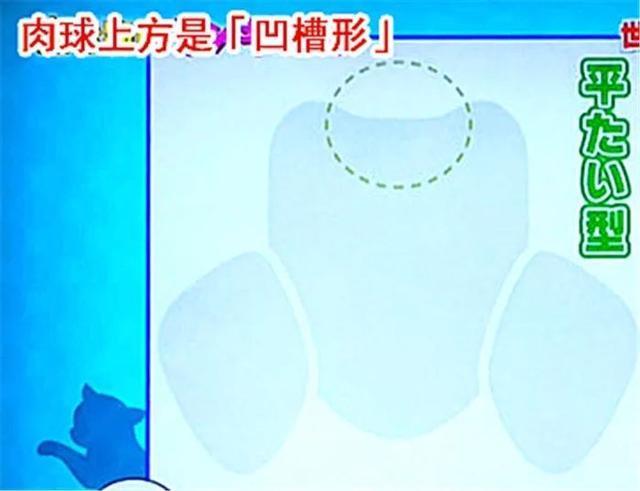 貓爪墊中能看出性格差異，學會分辨五類貓咪，找到適配自己的愛貓