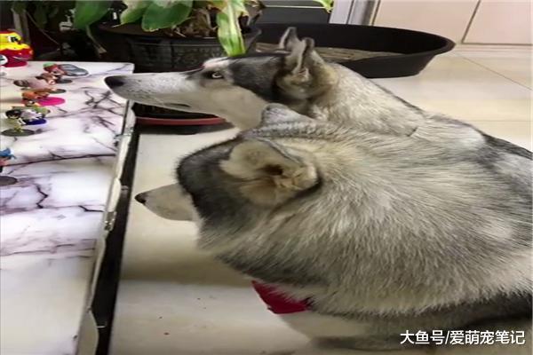 为了防止哈士奇拆家, 网友特意录个视频循环播放, 这招下血本了!