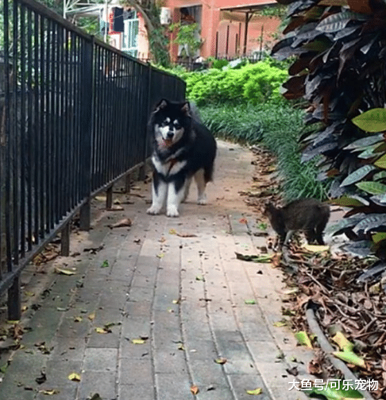 阿拉斯加有多怂？主人想让它和猫咪玩耍，结果狗子被吓得拔腿就跑