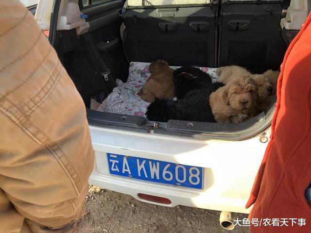 商贩出售少见藏獒幼犬喊价2200元, 称是自己培育的藏獒!