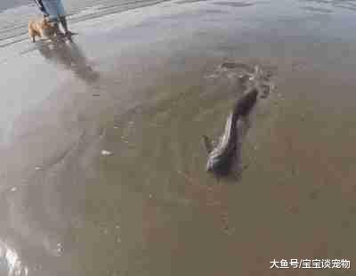 带金毛海滩散步，发现前面不对劲正想跑，金毛的行为让他不淡定了