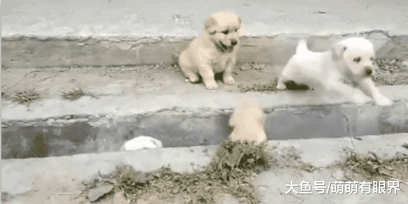 完犊子！一堆小奶狗排队过“鸿沟”，结果全部“阵亡”，画面萌出鼻血