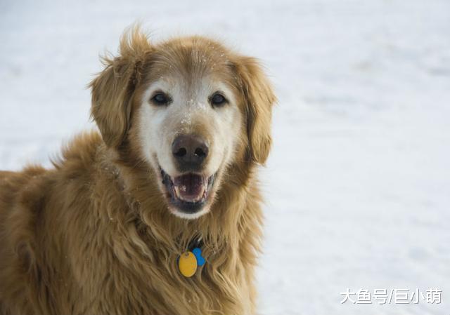 想要狗狗的老年生活过得幸福？你需要给它更多的关怀和照顾