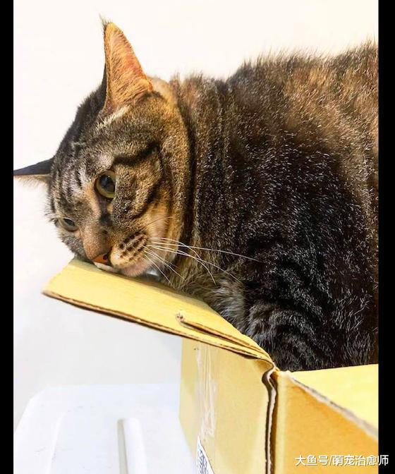 猫咪太胖了钻不进盒子, 它就趴在上面不死心: 我还能再努力一下!