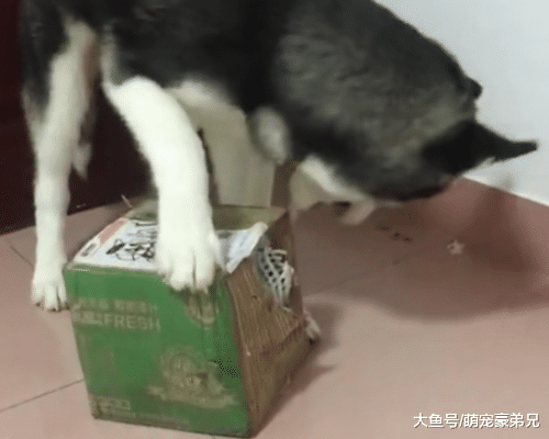 网友让哈士奇拿快递，到家后却迟迟不见狗影，看到快递时崩溃了！
