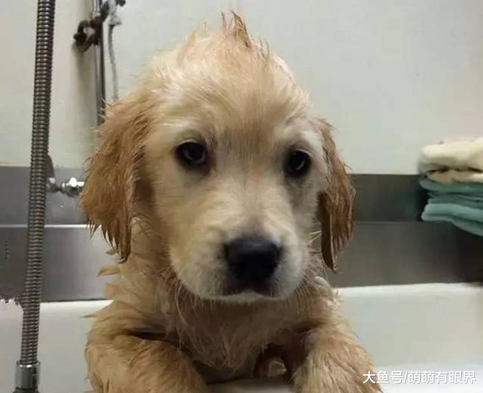 小金毛龅牙，主人给它戴上了矫正牙套，钢牙汪的笑容好魔性……