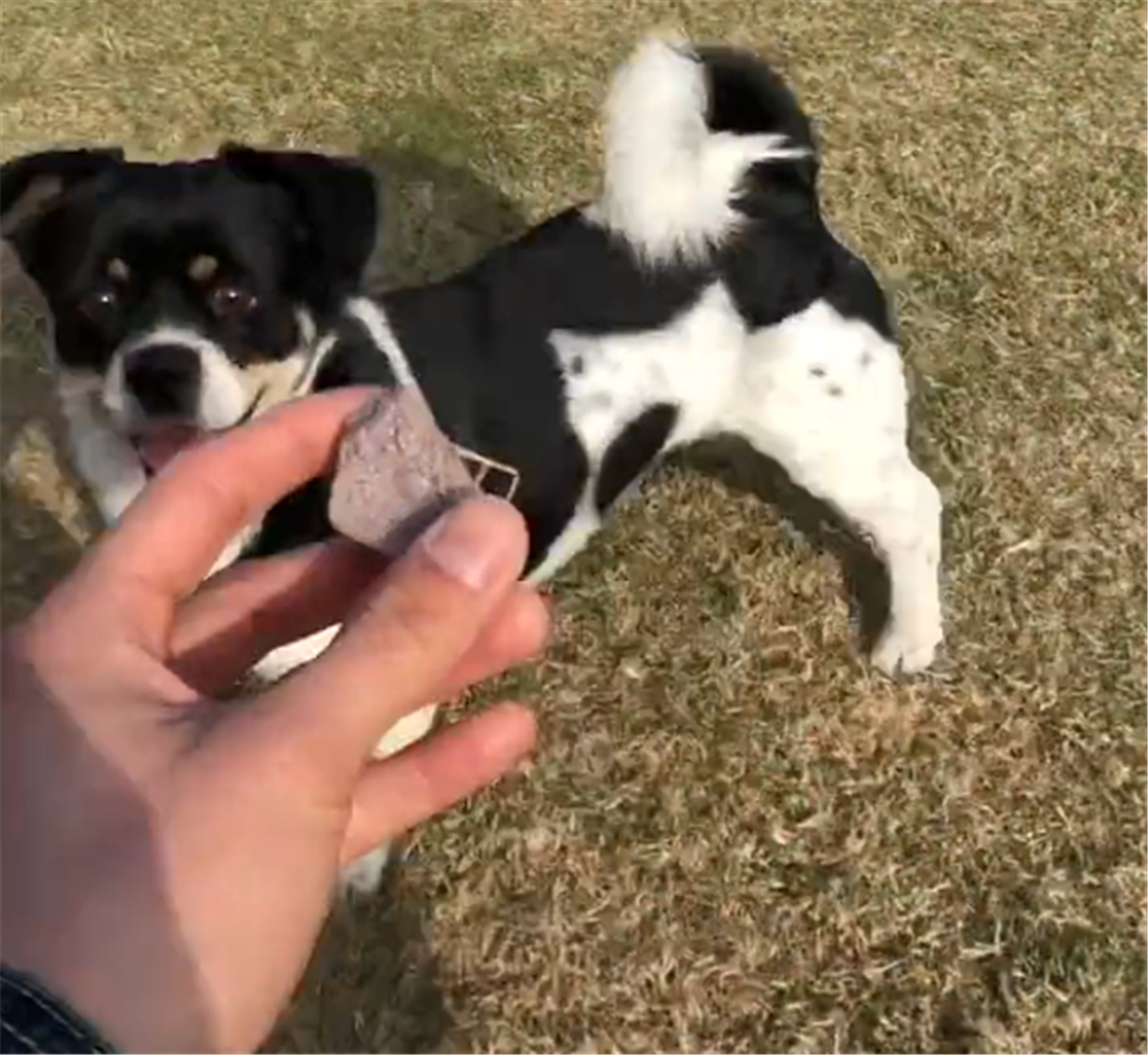 主人假裝扔石子，狗蹦跶著去找，主人：你都5歲了，要沉穩一點…