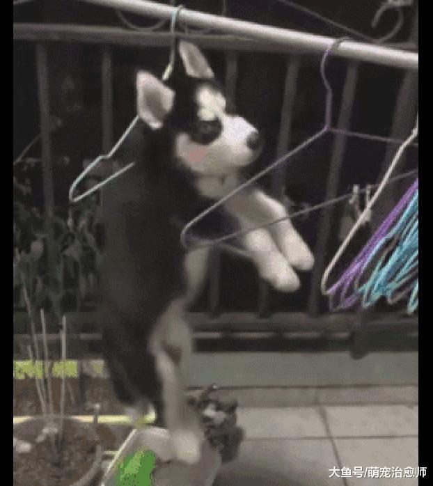 哈士奇犯错后, 主人直接把它挂在了衣架上, 二哈: 家不想要了吗?