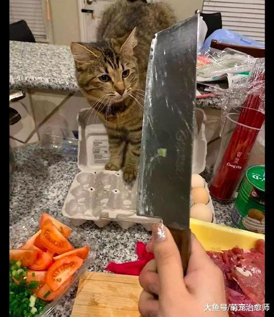 主人拿刀吓唬偷吃的猫, 结果它害怕得躲到了冰箱上: 你至于嘛!
