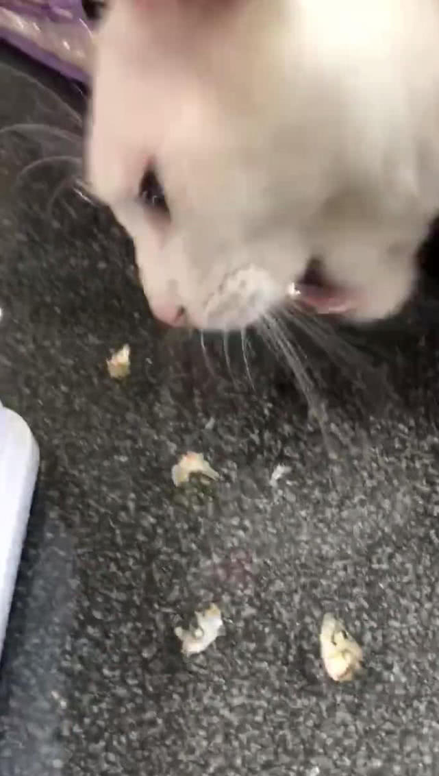 猫咪从来不吃鱼头，主人好奇什么怪癖，网友：你尝下就知道了！