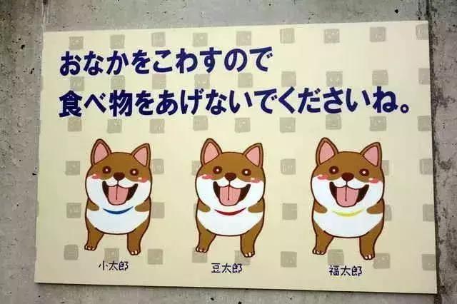 3只柴犬撑起的网红景点, 我能玩一辈子