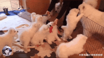 萨摩“夫妻”生了9只娃，奶狗才一个月大，狗妈不敢进窝了