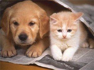 貓和狗真的可以在幾千里外，從未去過的地方，找到回家的路么？