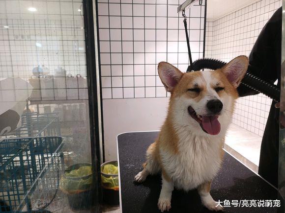 柯基闷闷不乐，主人知道是太热导致的，狗：洗完澡就是爽！
