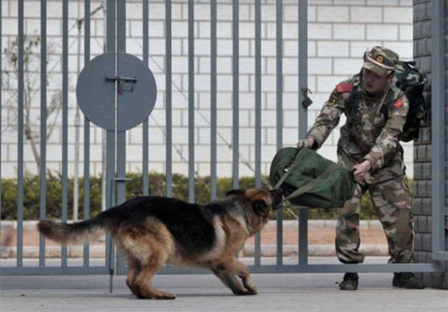 老兵退伍被军犬察觉，狗狗咬住包裹哀求他别走，场景赚足热泪