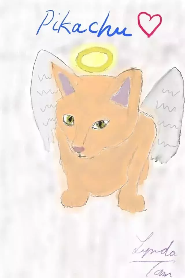 爱猫因病不治，用火箭把它送回了喵星，想它时看看星空