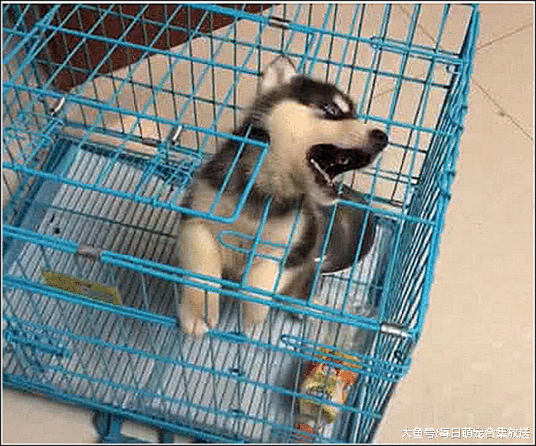 男子200元买回二哈，总担心不是纯种的，隔天看到这画面愣住了