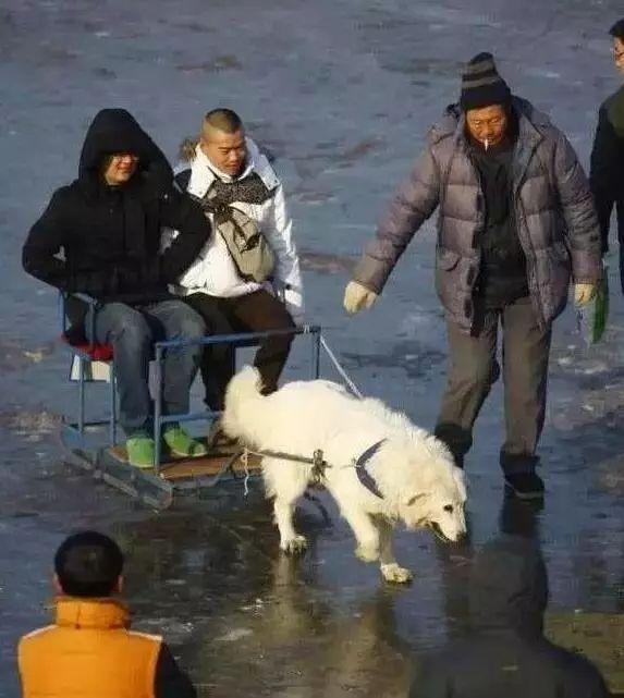 北方不良商販為賺錢，讓狗狗拉雪橇，一車坐多人，狗狗被活活累死