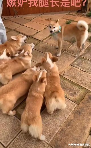 网友养了只柴犬，结果误入“鸡圈”后被碾压，汪：羡慕我腿长吗？