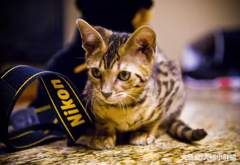 猫咪得了猫艾滋就不能长寿吗？铲屎官不要放弃，多注意这些小细节