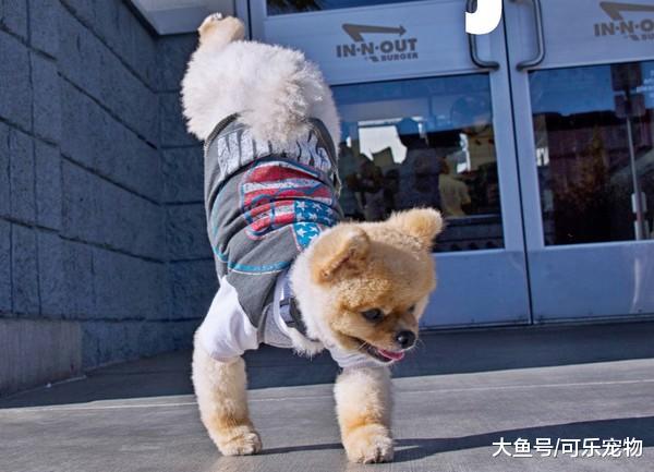 狗狗会倒立用两条前腿走，狗：双脚离地了，病毒就关闭了