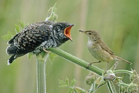 动物教会我们的那些哲理，成功者都已收藏他们（第五篇）