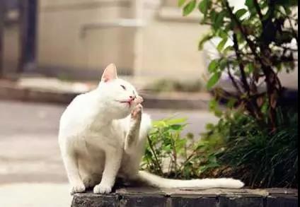 洗耳恭听，猫咪的耳螨一定要去除吗？该怎么做呢？