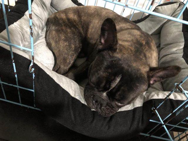 贵阳市亨特国际寻找虎斑法牛狗狗钢镚