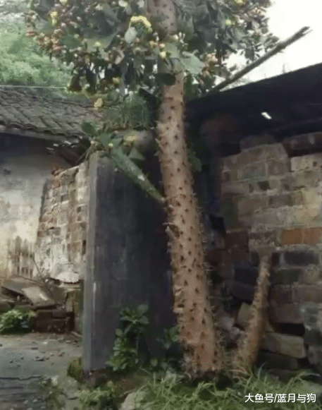 小伙十年前种下一棵仙人掌，现在有人出2万购买，回家后不淡定了