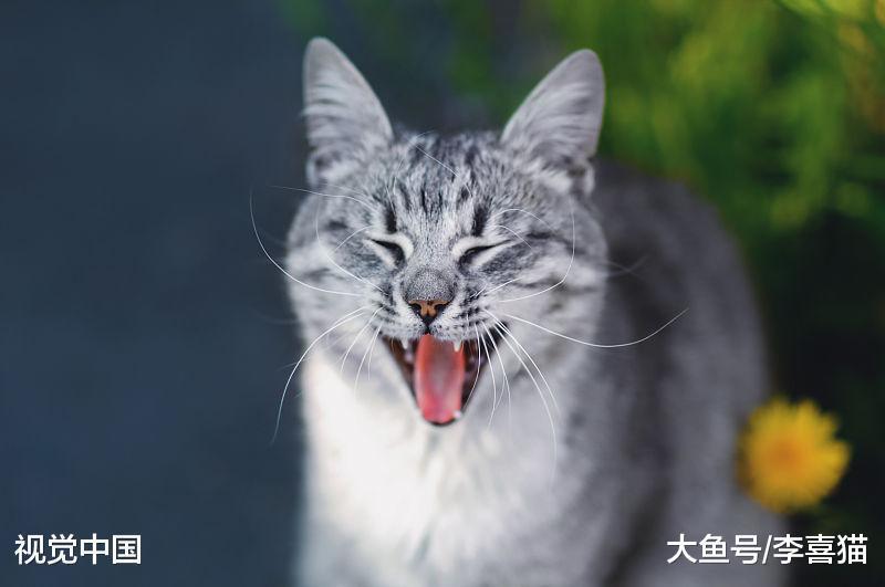 再高冷的猫咪都有一颗充满爱的心, 它们就是这样一步一步征服人类的