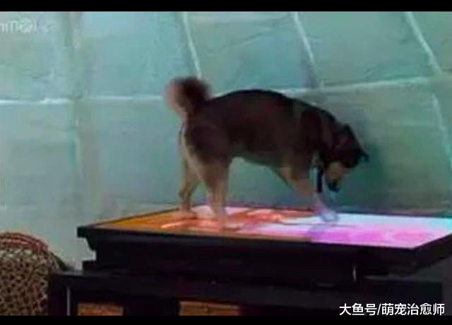 主人和哈士奇一起看電視，它突然跑上前拍倒了屏幕，犯傻了嗎？