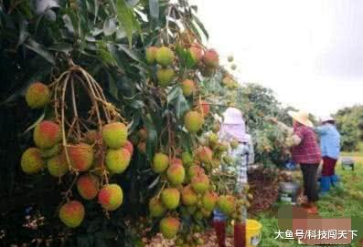 印度引进“中国特产”却成毒药? 效仿中国出口, 却又受尽了侮辱!