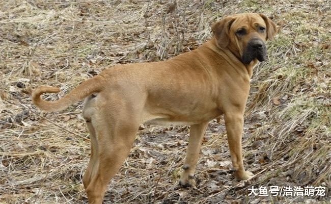 忠诚度最低的5种狗, 尤其是最后两只, 连主人都咬