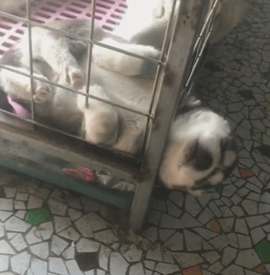 二哈：我就是我，不一样的烟火?，是5毛钱一包的擦炮！