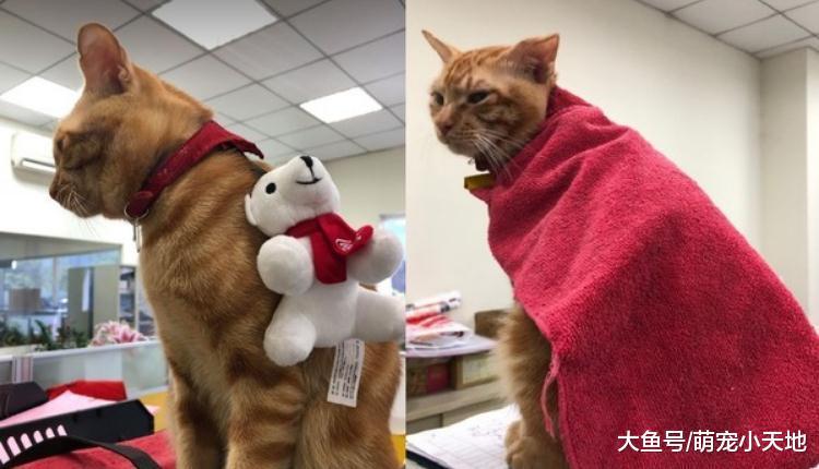 辦公室小貓背逗貓棒逗自己，伸手抓球被網友大贊：這招好方便