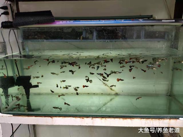 混养孔雀鱼，这样做好吗，还能够保持住品种原来的纯度吗？