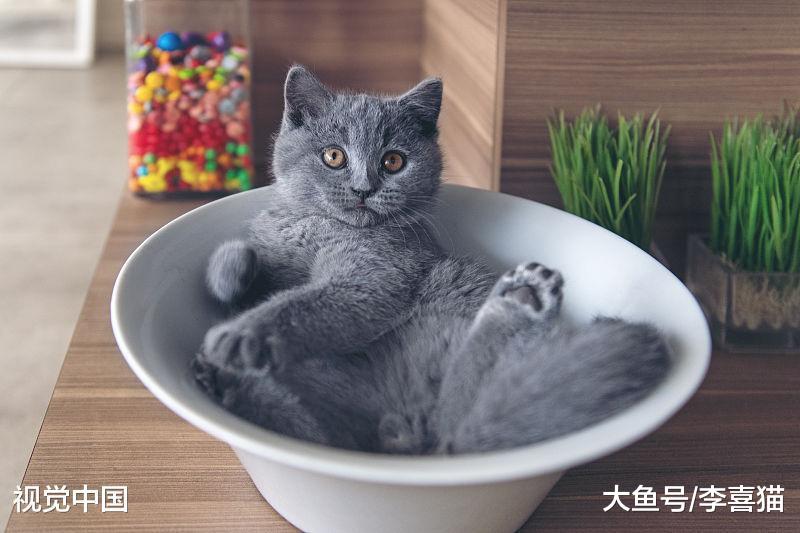 養貓并沒有想象的那么簡單，任何寵物都是養活容易，但是養好很難