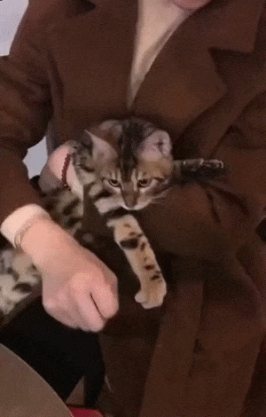 主人在貓咪面前炫耀手指，喵星人：你那只是青銅級