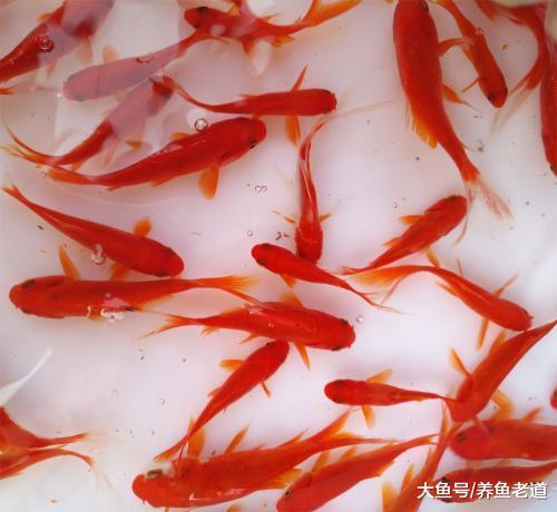 小圆玻璃缸养金鱼当水质无法控制, 我们应该放弃的是这个鱼缸!