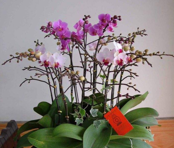 蝴蝶兰看起来就像一只蝴蝶翩翩起舞一样，在市场上有着“洋皇后”之称
