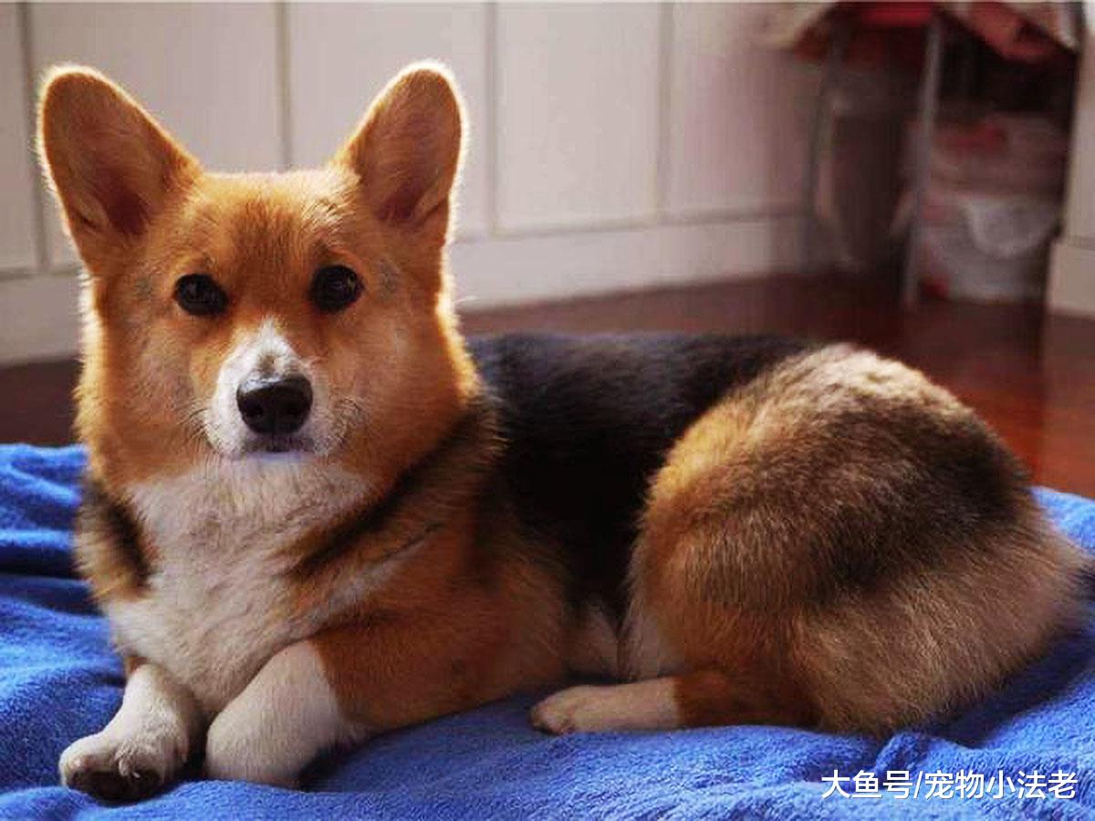 狗狗的小便真的会损伤轮胎吗？不要让你的无知，挡住你的双眼！