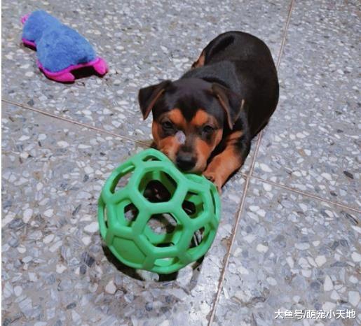 3种玩具抓周， 小汪二话不说直接冲向长期饭票，让她无奈又好笑