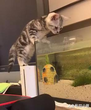 猫宝宝对鱼缸里的鱼有兴趣，刚想下爪捞，结果扑通一声掉下去