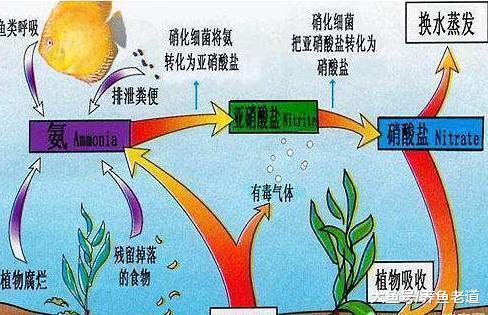 如果說硝化細菌不清水，水質為什么會變得清澈？